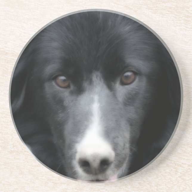 Intent Border Collie Face Dog Tierischer Untersetz Sandstein Untersetzer (Vorne)