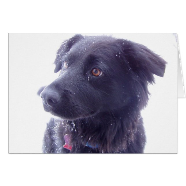 Interessanter Blick (Vorderseite (Horizontal))