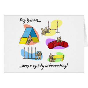 Interessantes Yorkie Agility