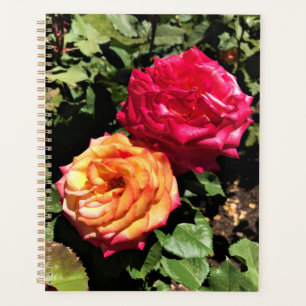International Rose Test Garden, Portland, Oregon Planer
