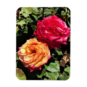 Internationaler Rosentestgarten, Portland, Oregon Magnet
