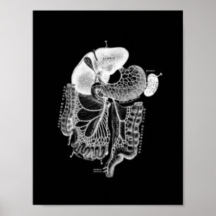 Interne Anatomie des Menschen in Schwarz und Weiß Poster