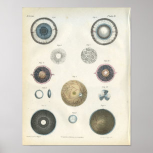 Interne Anatomie des menschlichen Auges Poster