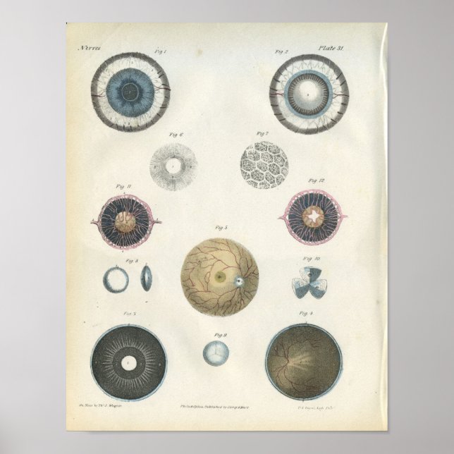 Interne Anatomie des menschlichen Auges Poster (Vorne)