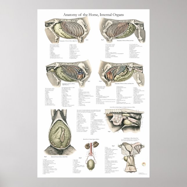 Interne Anatomie-Poster-Diagramm Poster (Vorne)