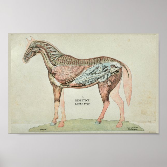 Interne Anatomie von Horse Digestive Machine Poster (Vorne)