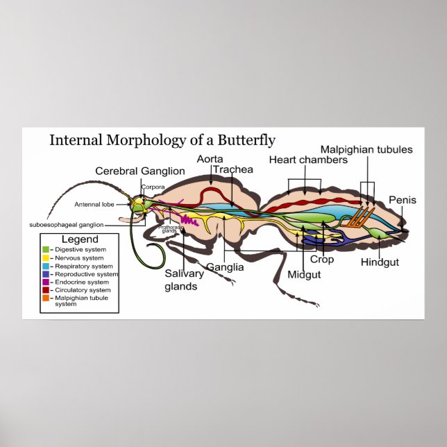 Interne Morphologie des Moth Butterfly Lepidoptera Poster (Vorne)