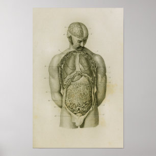 Interne Organe Lunge Gehirn Vintag Anatomie Print Poster