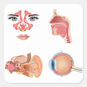 Interne Organe Quadratischer Aufkleber