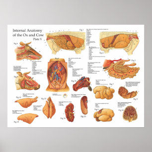 Internes Anatomie-Poster der Rinderkuh Poster