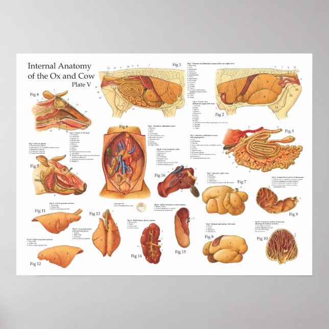 Internes Anatomie-Poster der Rinderkuh Poster (Vorne)