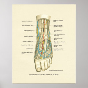Internes Poster für die Anatomie des Fußes und Knö