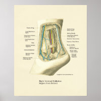 Internes Poster für die Anatomie des Fußes und Knö