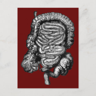 INTESTINS DIAGRAM VINTAG POSTKARTE