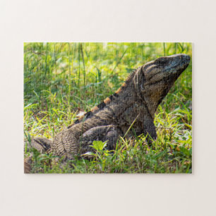 Intrigued Iguana Puzzle