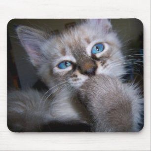 Introspektiver Denker-mit blauen Augen Kätzchen Mousepad