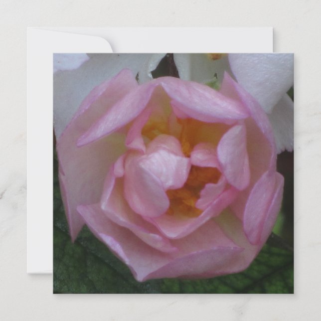 Invitación - Fiesta Cumpleaños - La Rosa Rosa Einladung (Vorderseite)