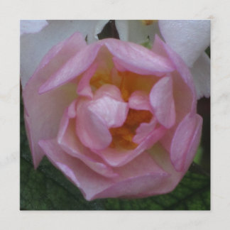 Invitación - Fiesta Cumpleaños - La Rosa Rosa Einladung