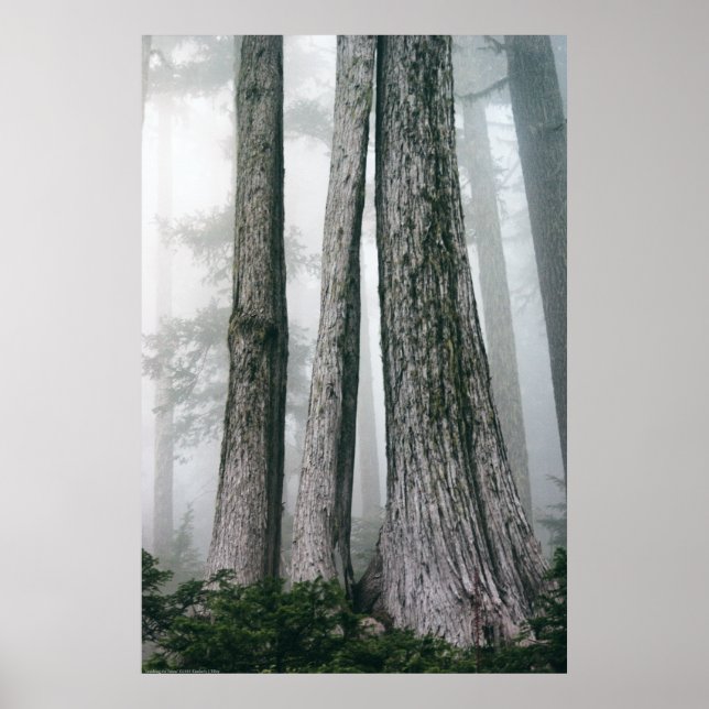 Invokation des Waldes Poster (Vorne)