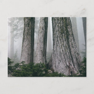 Invokation des Waldes Postkarte