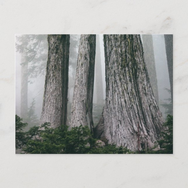 Invokation des Waldes Postkarte (Vorderseite)