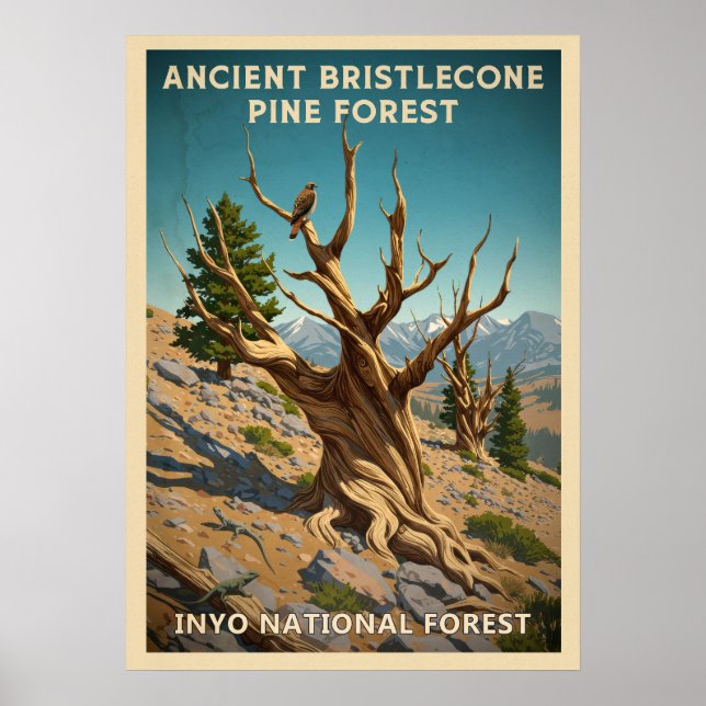Inyo - Ancient Bristlecone Pine Forest V01 Poster (Vorne)