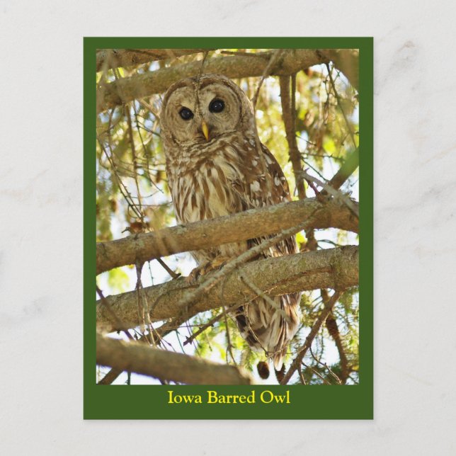 Iowa Barred Owl Postkarte (Vorderseite)