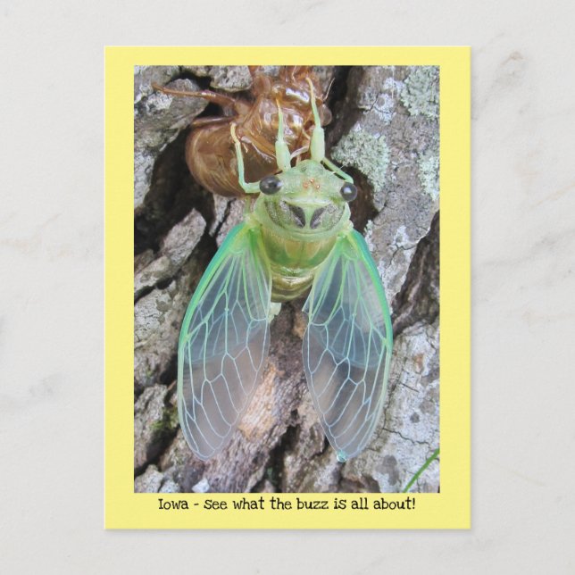Iowa Cicada, die aus der Muschel hervorgeht Postkarte (Vorderseite)