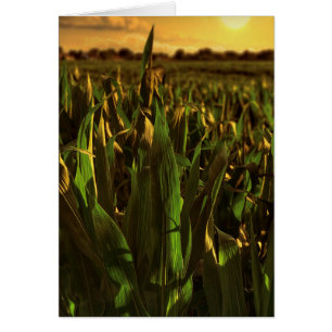 Iowa-Mais-Landschaftskarte