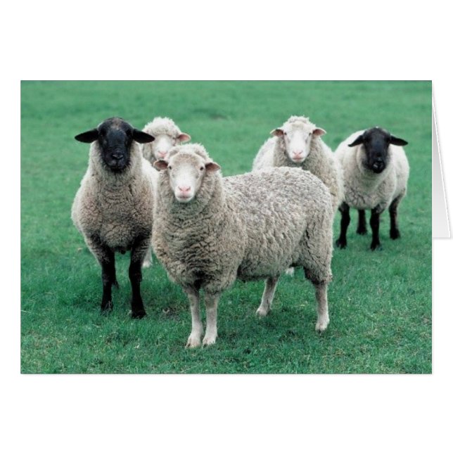 Iowa Sheep (Vorderseite (Horizontal))