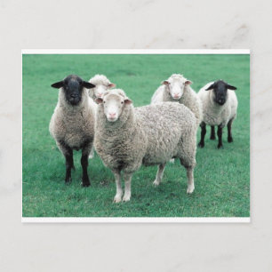 Iowa Sheep Postkarte