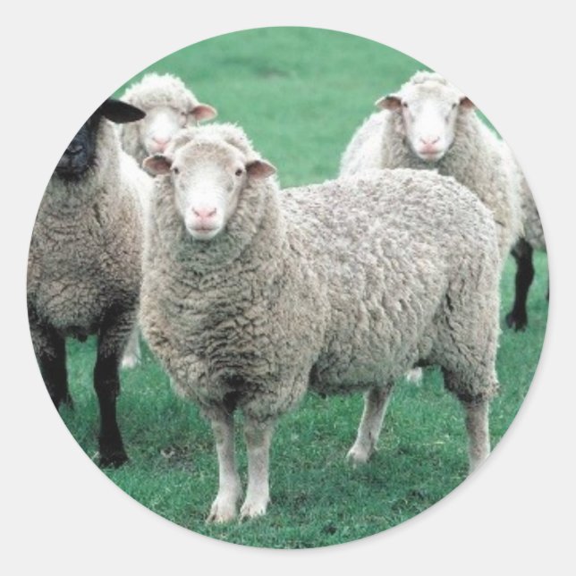 Iowa Sheep Runder Aufkleber (Vorderseite)
