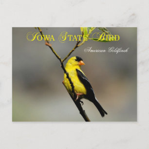 Iowa Staat Bird - American Goldfinch Postkarte