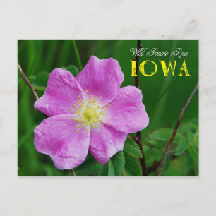 Iowa Staat Blume: Wild Prairie Rose Postkarte