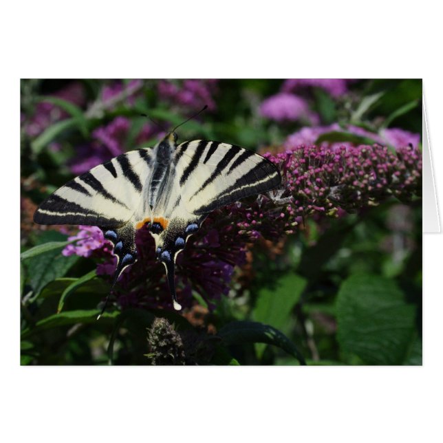 Iphiclides podalirius (Vorderseite (Horizontal))