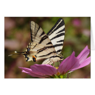 Iphiclides podalirius