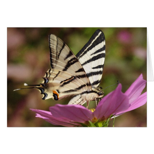 Iphiclides podalirius (Vorderseite (Horizontal))