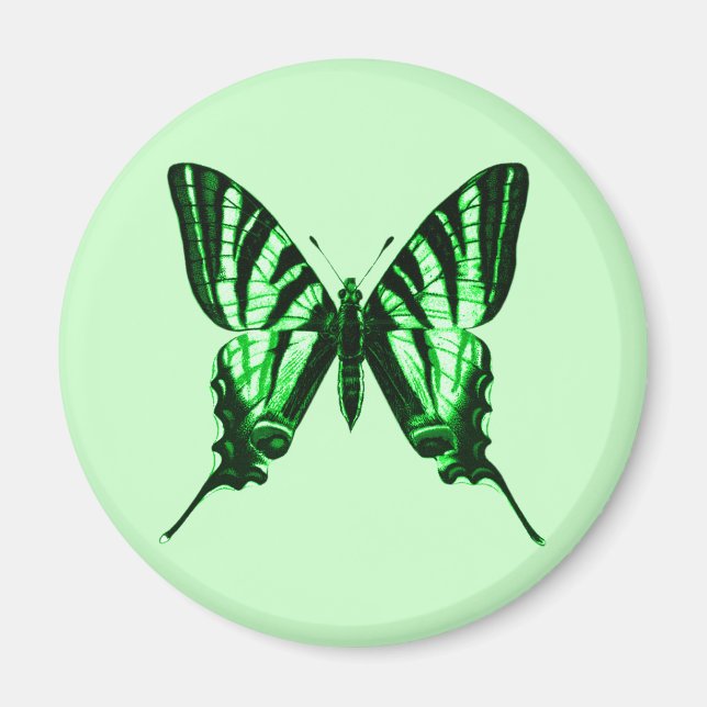 Iphiclides podalirius Magnet (Vorne)