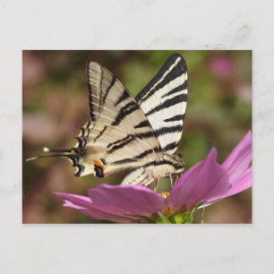 Iphiclides podalirius postkarte