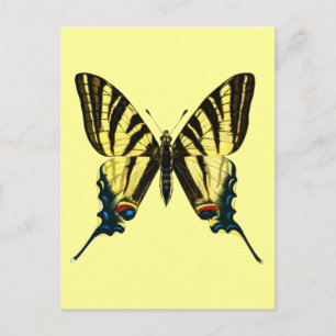 Iphiclides podalirius Postkarte