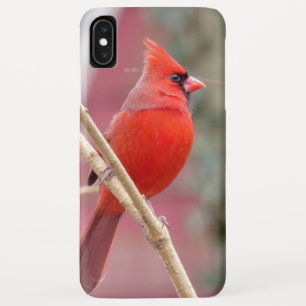 iPhone Case für Red Kardinal