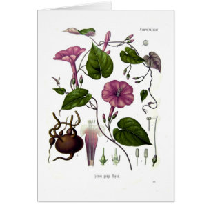 Ipomea purga (jalap)