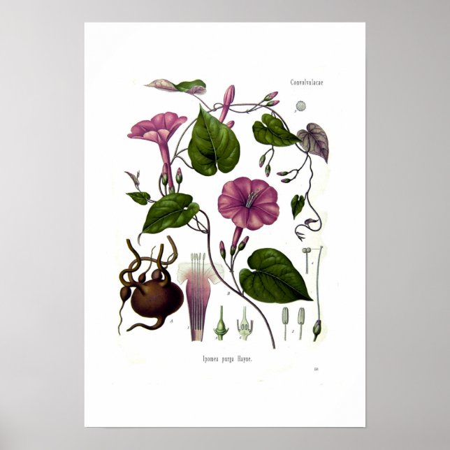 Ipomea purga (Jalap) Poster (Vorne)