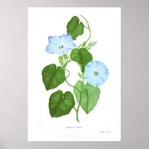 Ipomoea Poster