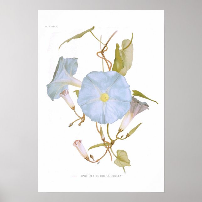 Ipomoea rubro-coerulea poster (Vorne)