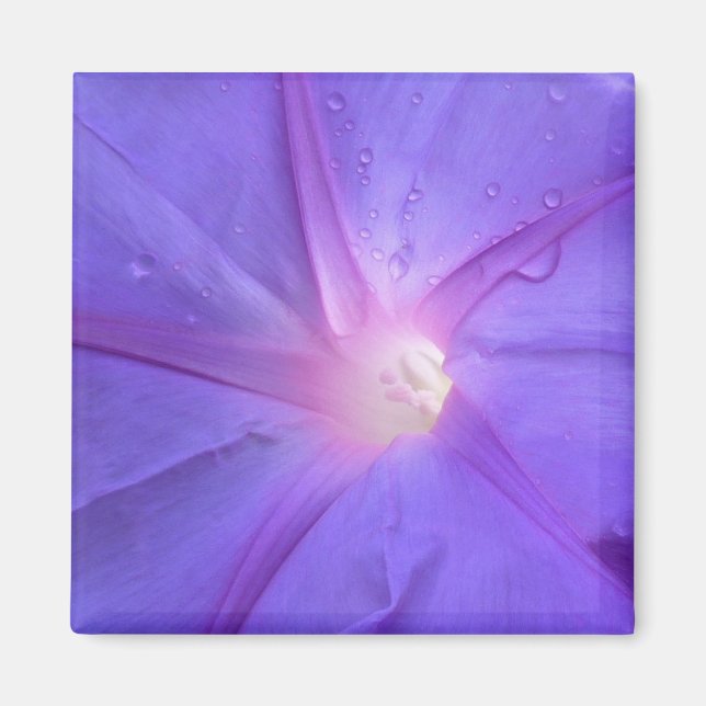 ipomus magnet (Vorne)