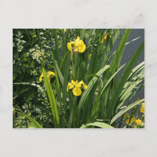 Iren, die am Ufer des Flusses Canal Bank, Exeter, Postkarte