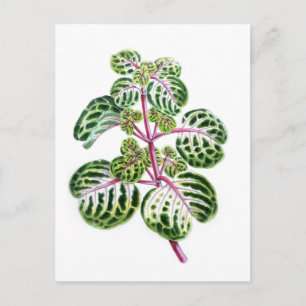 Iresine Herbstii, Aureo-Reticulata Postkarte