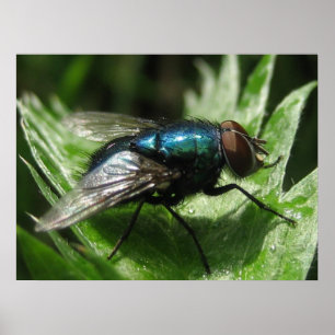 Iridescence - Blaue Flasche Poster