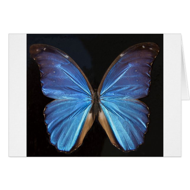 Iridescent Blue Butterfly Wings (Vorderseite (Horizontal))